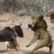 Lion vs Hyena Fight! Hyena Lion Attack Survival Battle !   Best Moment Animals Fight Powerful Lion