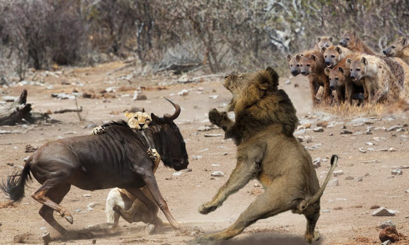 Lion vs Hyena Fight! Hyena Lion Attack Survival Battle !   Best Moment Animals Fight Powerful Lion