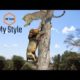 Lion vs Leopard - Most Amazing Moments Of Wild Animal Fights - Wild Discovery Animals 2018