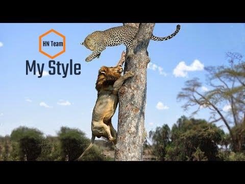 Lion vs Leopard - Most Amazing Moments Of Wild Animal Fights - Wild Discovery Animals 2018