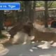 Lion vs Tiger 1 Animal Fight