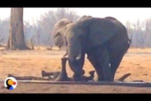Lions Circle Trapped Baby Elephant UNTIL Another Elephant Family Shows Up | The Dodo