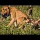 Lions Vs Wild Dogs | Wild Animal Fight Compilation | مذهلة الأسود مقابل البرية الكلاب