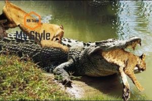 Lions attack Crocodile | Animal fight back Crocodile catch Lion Moments Of Underwater Battles