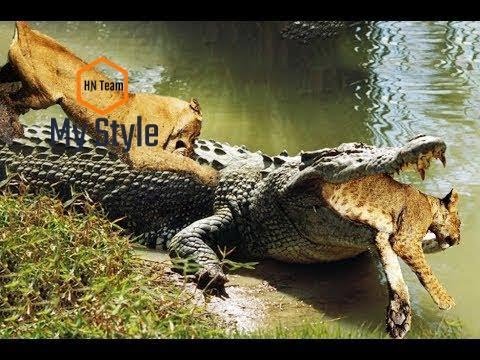 Lions attack Crocodile | Animal fight back Crocodile catch Lion Moments Of Underwater Battles