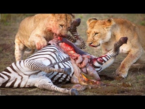 Lions attacking zebra -lion vs zebra