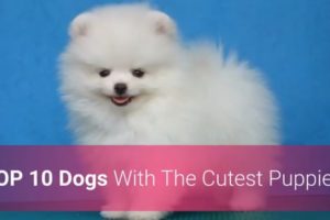 ? List Of Top 10 Dog Breeds With The Cutest Puppies In The World!