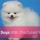 ? List Of Top 10 Dog Breeds With The Cutest Puppies In The World!