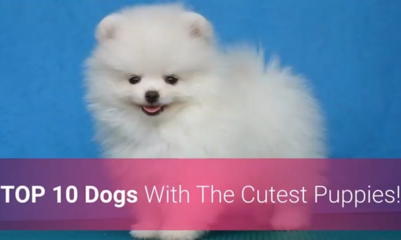 ? List Of Top 10 Dog Breeds With The Cutest Puppies In The World!