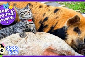 Little Cat Loves Giving Massages to His Pig Friends! | Animal Videos For Kids | Dodo Kids