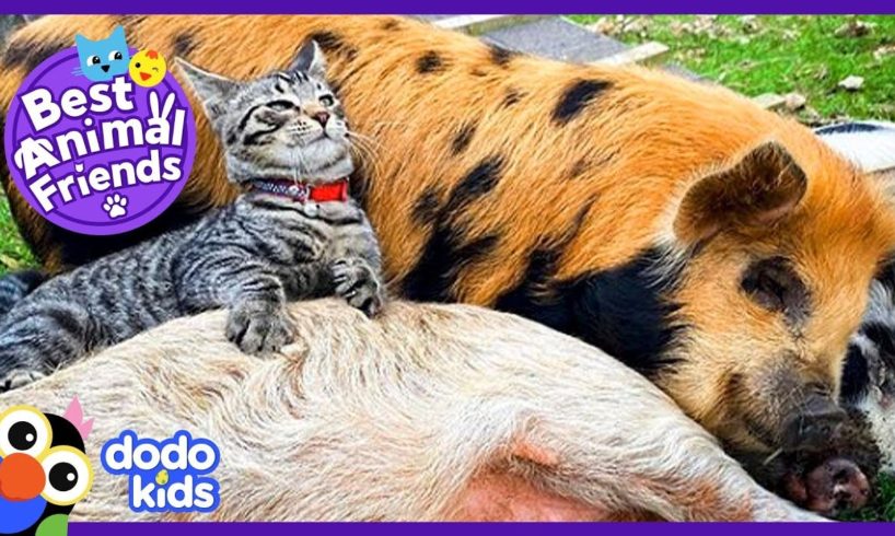 Little Cat Loves Giving Massages to His Pig Friends! | Animal Videos For Kids | Dodo Kids