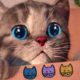 Little Kitten My Favorite Cat Pet Care - Play Fun Cute Kitten Care Games For Kids Children Toddlers