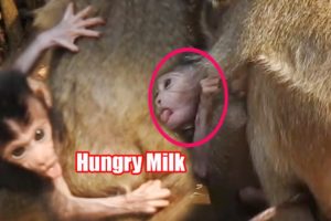 Little Tiny Baby animals, Mini Baby Try To Drink Milk