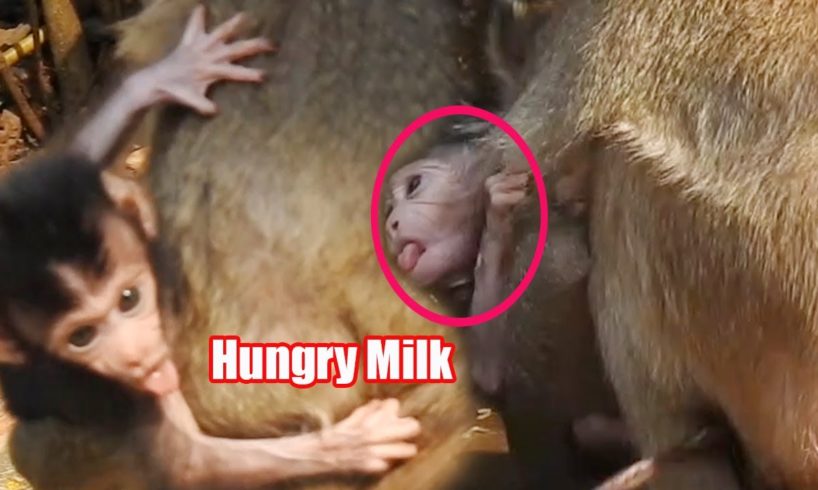 Little Tiny Baby animals, Mini Baby Try To Drink Milk