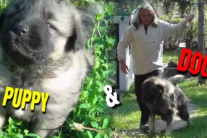 Livestock Guardian Dogs and Cute Puppies Playing Around ... ?