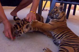 Living With Tiger Cubs | Tigers About The House | BBC