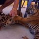 Living With Tiger Cubs | Tigers About The House | BBC