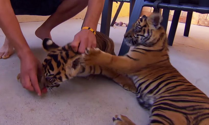 Living With Tiger Cubs | Tigers About The House | BBC