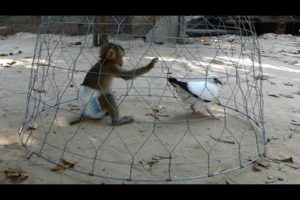 Look ! Baby monkey Boom very very happy to play with other animals and climb on the tree #0080