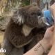 Los koalas necesitan nuestra ayuda | El Dodo