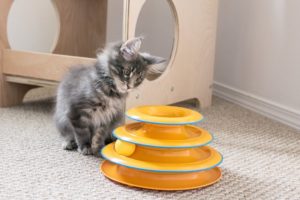 Maine Coon Kitten Plays with Petstages Tower of Tracks Toy