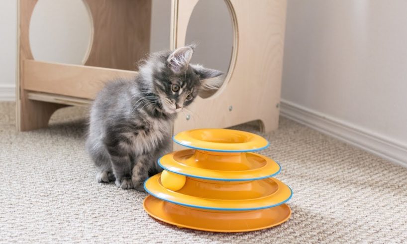 Maine Coon Kitten Plays with Petstages Tower of Tracks Toy