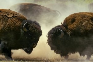 Male Bison Fight for Harem Rights | BBC Earth