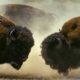 Male Bison Fight for Harem Rights | BBC Earth