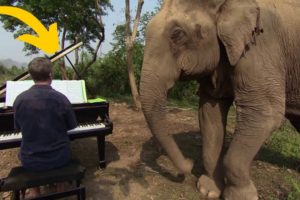 Man Plays Music For Blind Elephants For The Most Beautiful Purpose