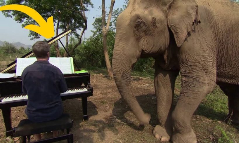 Man Plays Music For Blind Elephants For The Most Beautiful Purpose
