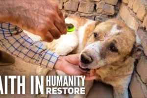 Man Rescues Every Homeless Dogs He Found On Street - Real Life HERO - Rescue Animal HERO