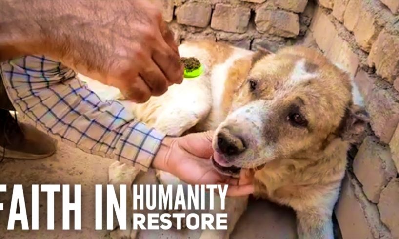 Man Rescues Every Homeless Dogs He Found On Street - Real Life HERO - Rescue Animal HERO