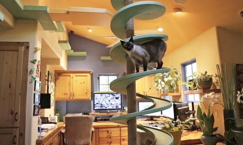 Man Turns His House Into Indoor Cat Playland and Our Hearts Explode