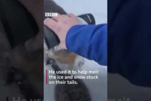 Man oil worker Canada saves 3 kittens pours hot coffee on kittens saves them from freezing to death.