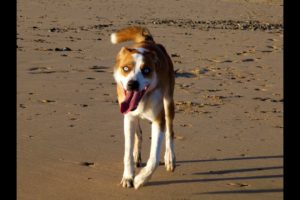 Max's beach recall. North Clwyd Animal Rescue