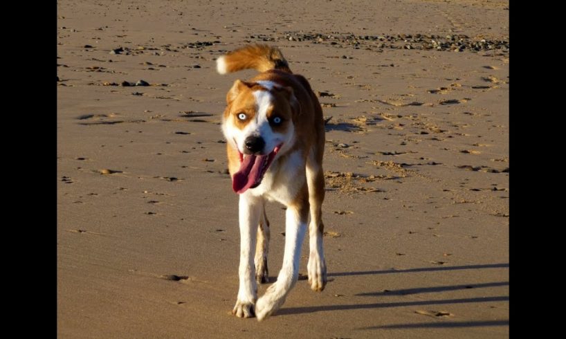 Max's beach recall. North Clwyd Animal Rescue