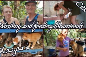 Mayari Animal Rescue Center, bathing and feeding animals