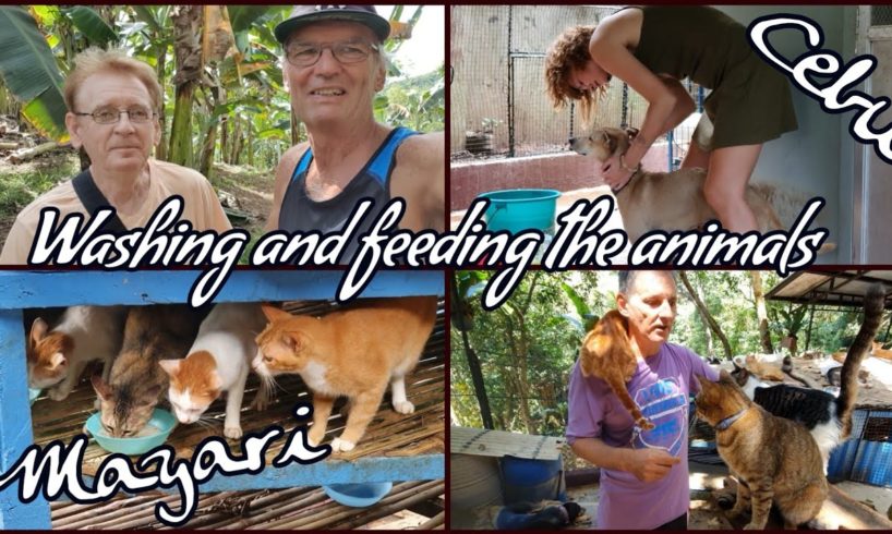 Mayari Animal Rescue Center, bathing and feeding animals