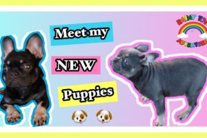 Meet My New Puppies (Cookie & Crumble) Cute Puppies, funny puppies