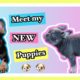 Meet My New Puppies (Cookie & Crumble) Cute Puppies, funny puppies