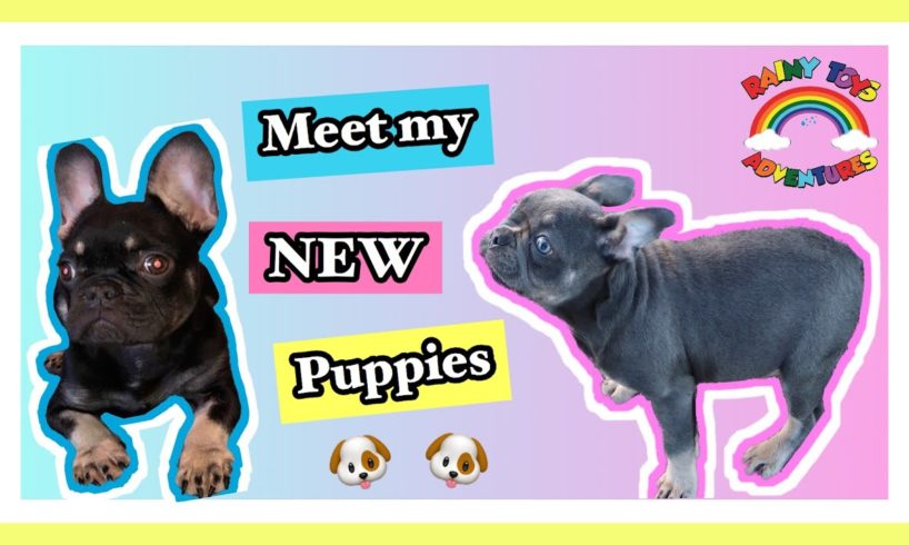 Meet My New Puppies (Cookie & Crumble) Cute Puppies, funny puppies