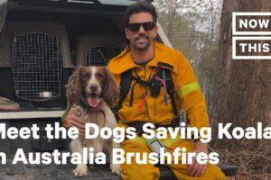 Meet the Dogs Saving Koalas in Australia Brushfires | NowThis