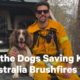 Meet the Dogs Saving Koalas in Australia Brushfires | NowThis