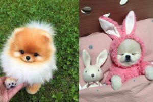 ? Mini Pomeranian - Funny and Cute Pomeranian Videos #7 - CuteVN Animals