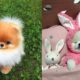 ? Mini Pomeranian - Funny and Cute Pomeranian Videos #7 - CuteVN Animals