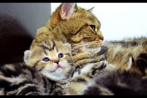 Mom Cat talking to her meowing  Cute Kitten