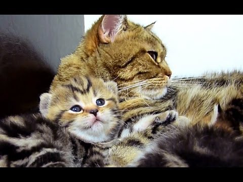 Mom Cat talking to her meowing  Cute Kitten