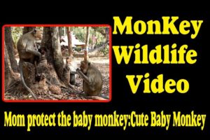 Mom protect the baby monkey - Cute Baby Monkey  | Monkey Wildlife Video