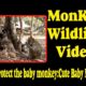 Mom protect the baby monkey - Cute Baby Monkey  | Monkey Wildlife Video