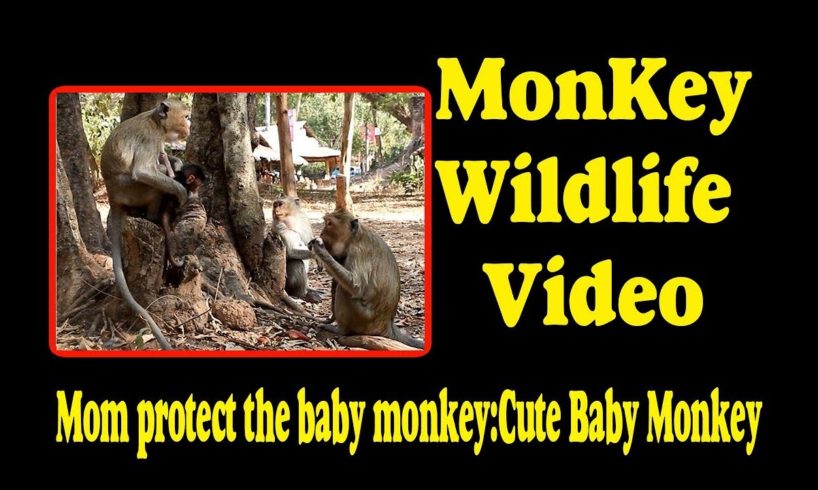 Mom protect the baby monkey - Cute Baby Monkey  | Monkey Wildlife Video